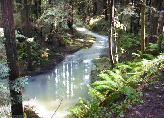 Albion River flows through forested area